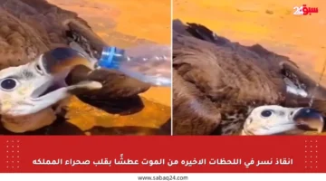 إنقاذ نسر في اللحظات الأخيرة من الموت عطشًا بقلب صحراء المملكة